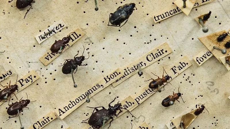 Beetle Box de Charles Darwin 